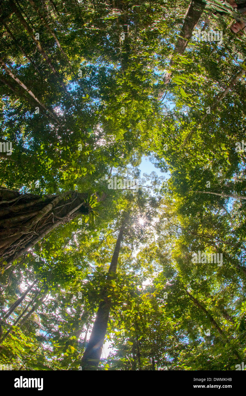 Liana et vine enveloppé à diptérocarpacées arbre en forêt tropicale primaire dans la zone de conservation du bassin Maliau, Sabah, Bornéo, Malaisie Banque D'Images