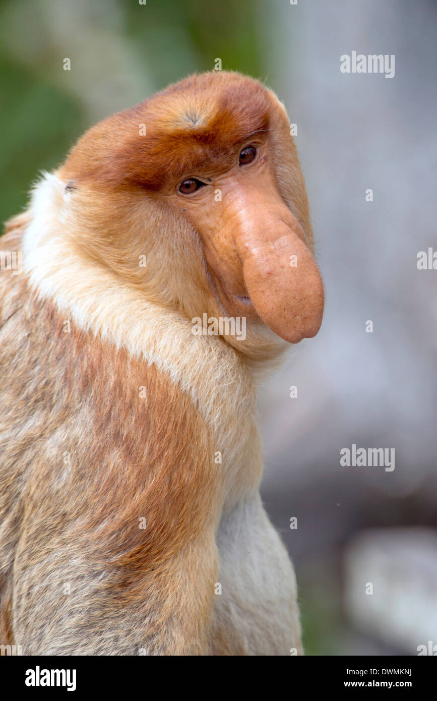 Mâle dominant proboscis monkey (Nasalis larvatus), Labuk Bay Proboscis Monkey Sanctuary, Sabah, Bornéo, Malaisie, en Asie du sud-est Banque D'Images