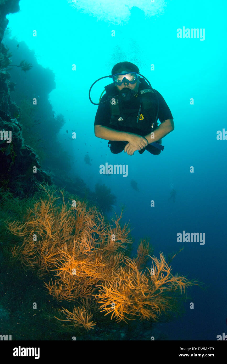 Natation plongeur sous l'eau le long de la paroi à l'île de Sipadan, Mer de Célèbes, Sabah, Malaisie, Asie du Sud, Asie Banque D'Images