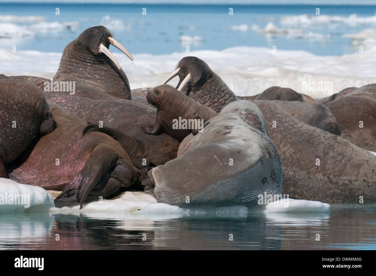 Le morse (Odobenus rosmarinus) femmes avec bébé sur la banquise pour se reposer et profiter du soleil, le bassin Foxe, au Nunavut, Canada Banque D'Images