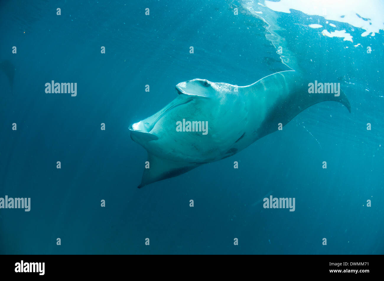 Manta (Manta birostris) se nourrissent de zooplancton, zone de protection marine de Yum Balam, Quintana Roo, Mexique Banque D'Images