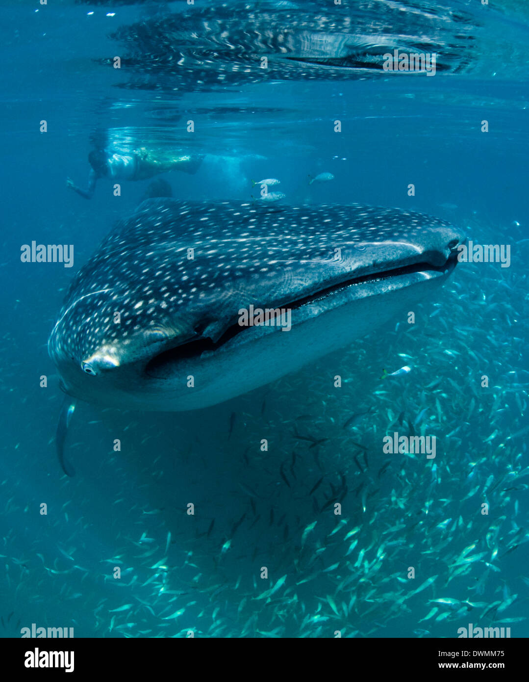 Chercheur scientifique et requin-baleine (Rhincodon typus) se nourrissent de zooplancton, zone de protection marine de Yum Balam, Quintana Roo, Mexique Banque D'Images