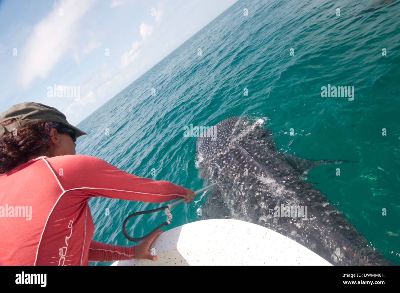 En biologiste échantillon de peau d'un requin-baleine, Yum Balam de zone de protection marine, Quintana Roo, Mexique Banque D'Images