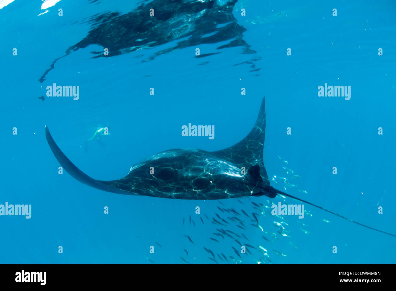 Manta (Manta birostris) se nourrissent de zooplancton en étendant ses lobes céphaliques, Quintana Roo, Mexique, Amérique du Nord Banque D'Images