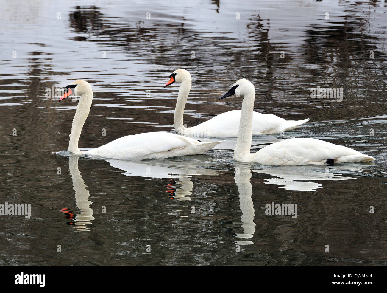 Et les Cygnes trompettes en sourdine. Cygnus olor / Cygnus buccinator Banque D'Images