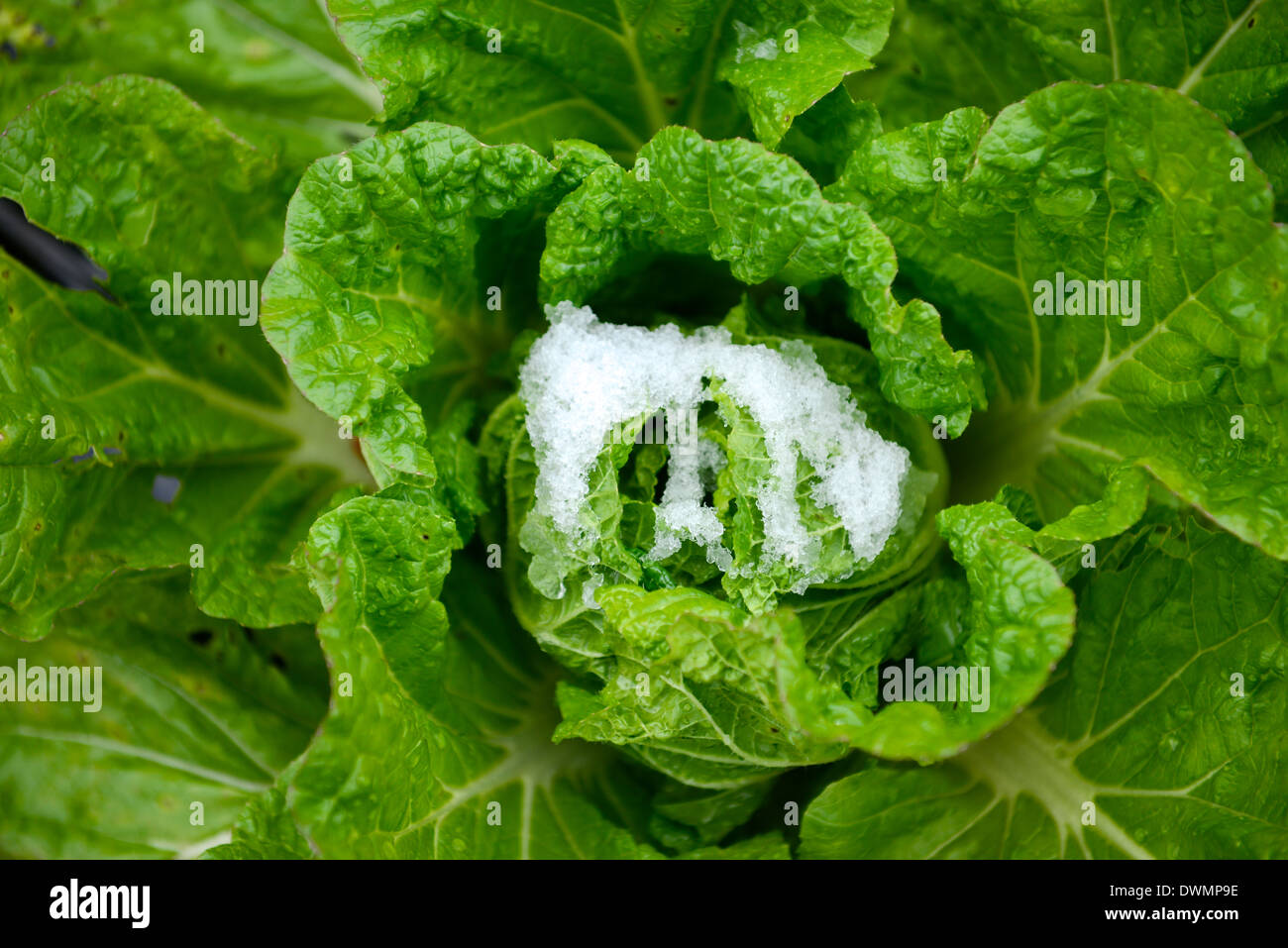 Le chou vert en vue de dessus avec les feuilles gelées. Banque D'Images