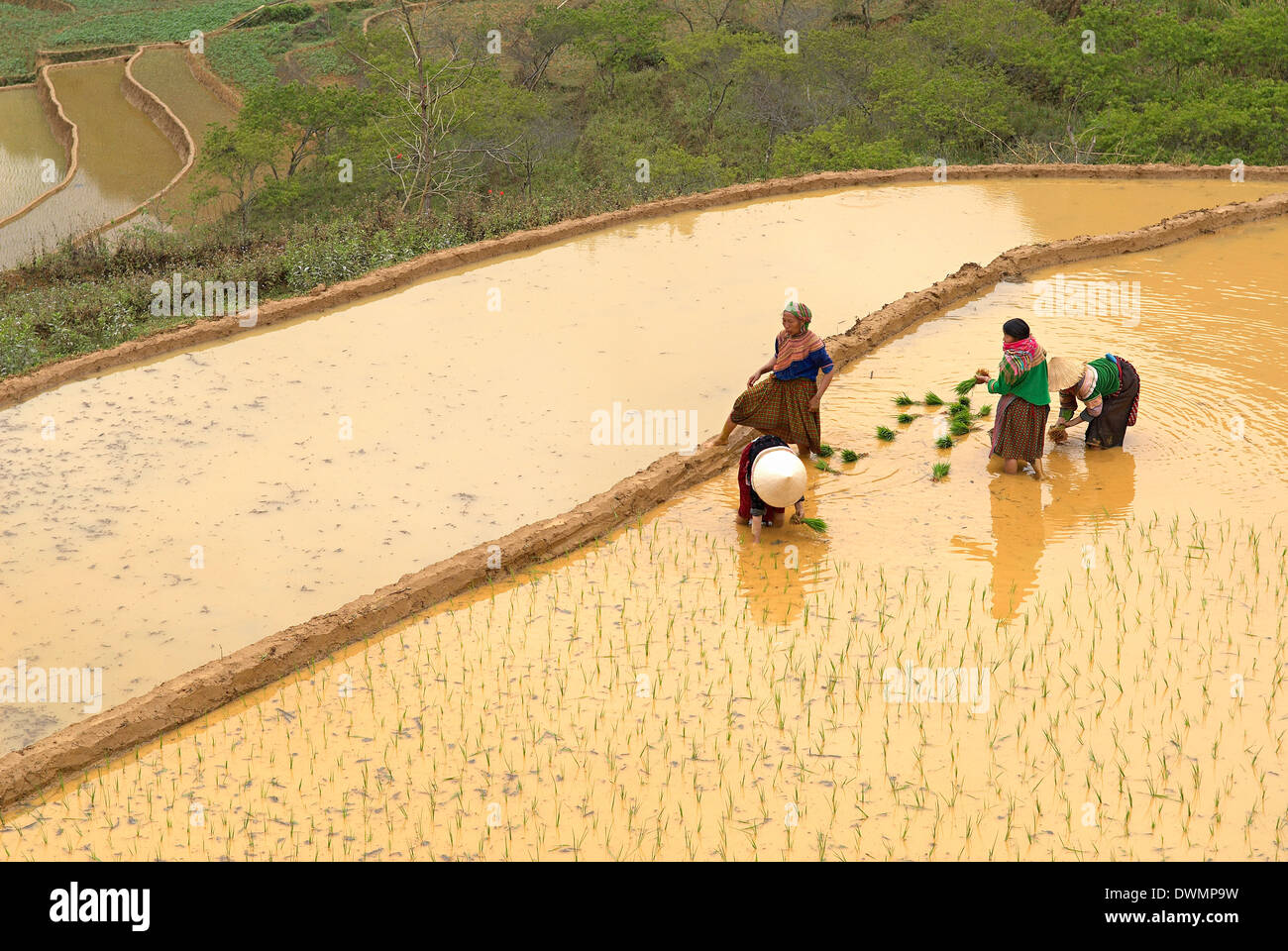 Groupe ethnique hmong fleur femmes travaillant dans le champ de riz, Bac Ha, le Vietnam, l'Indochine, l'Asie du Sud-Est, Asie Banque D'Images