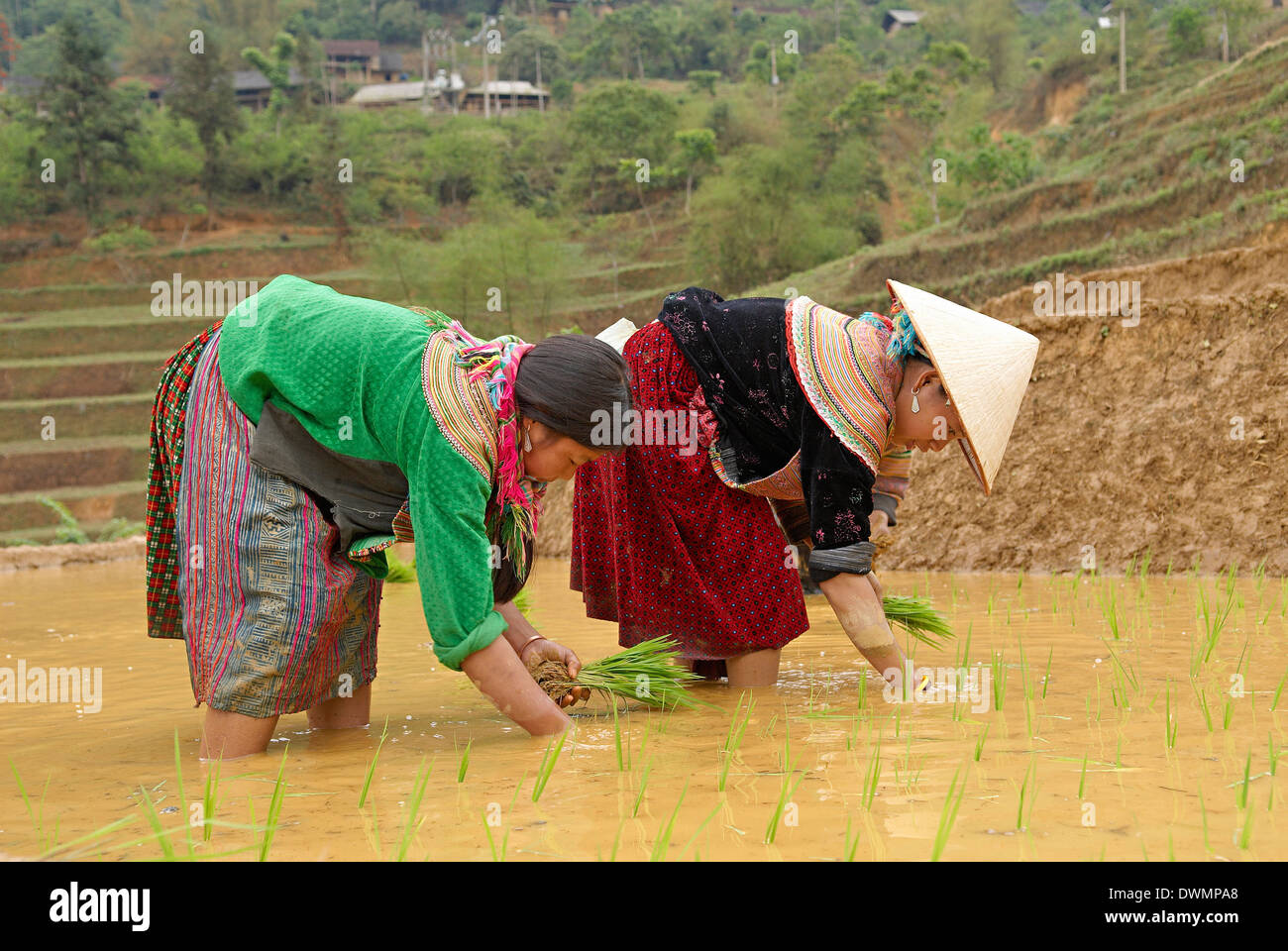 Groupe ethnique hmong fleur femmes travaillant dans le champ de riz, Bac Ha, le Vietnam, l'Indochine, l'Asie du Sud-Est, Asie Banque D'Images