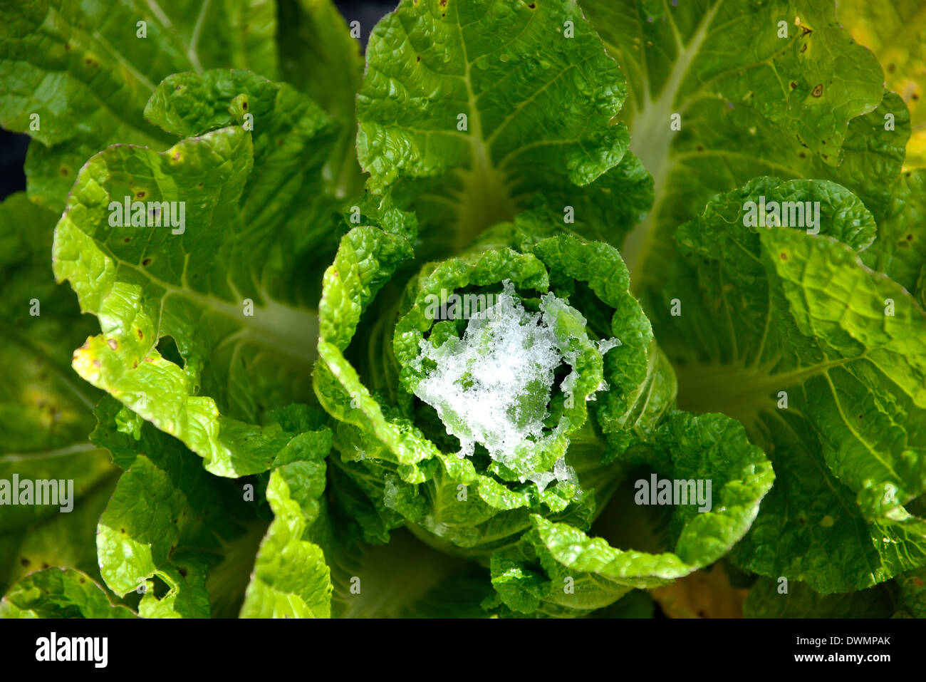 Le chou vert en vue de dessus avec les feuilles gelées. Banque D'Images