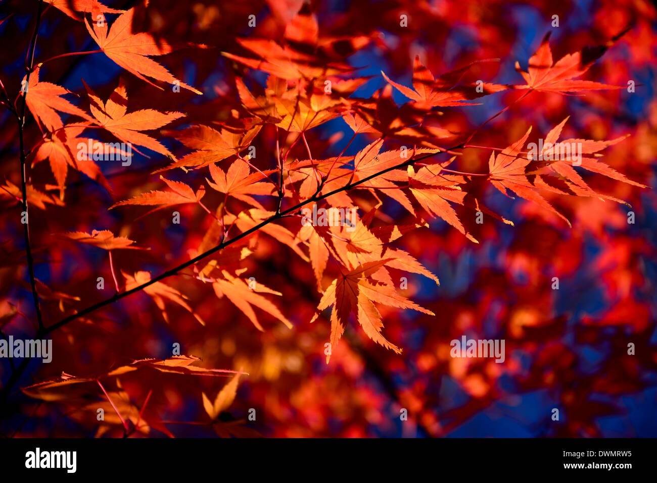 Rouge japonais Banque de photographies et d’images à haute résolution ...