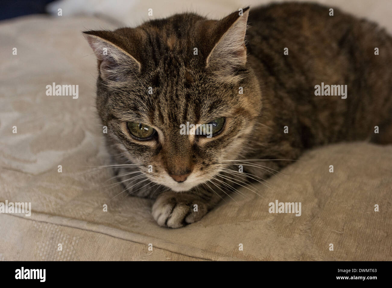 Chat mignon led sur le canapé Banque D'Images