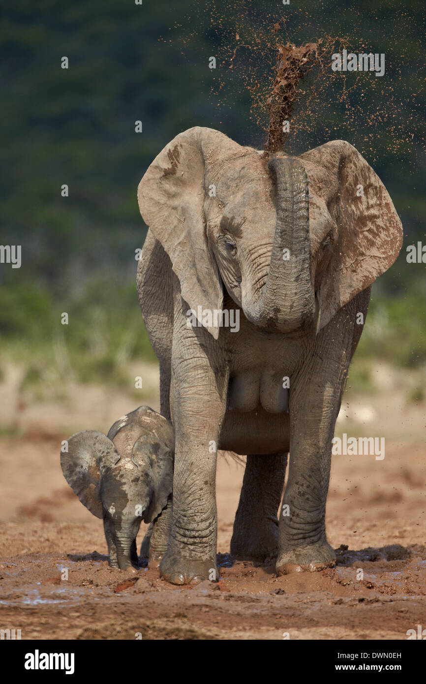 L'éléphant africain (Loxodonta africana) mère l'averse, Addo Elephant National Park, Afrique du Sud, l'Afrique Banque D'Images