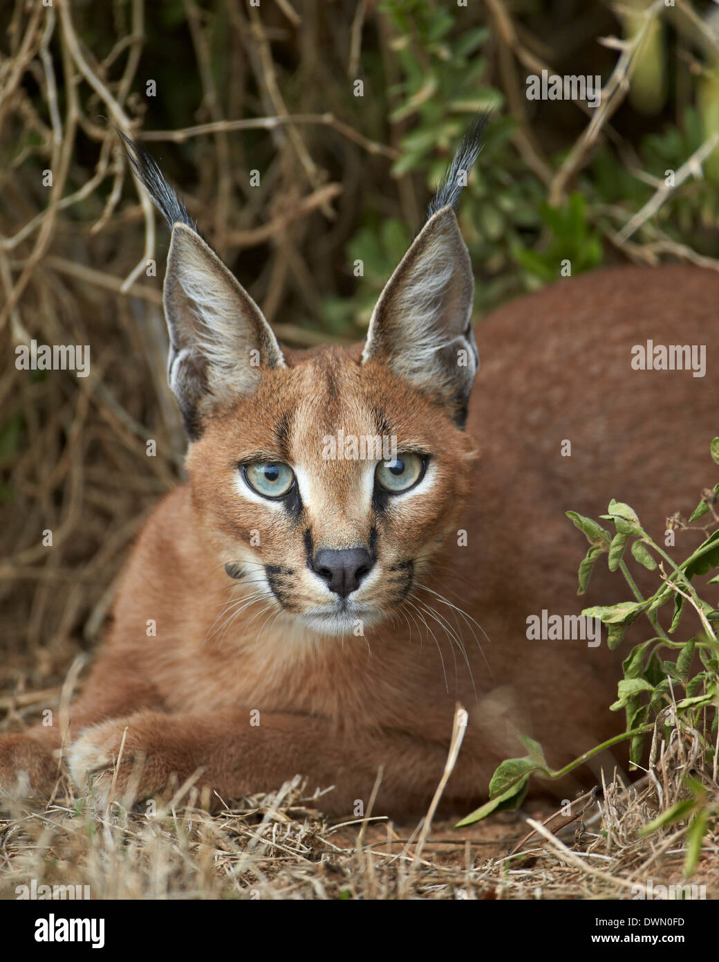 Caracal (Caracal caracal), l'Addo Elephant National Park, Afrique du Sud, l'Afrique Banque D'Images