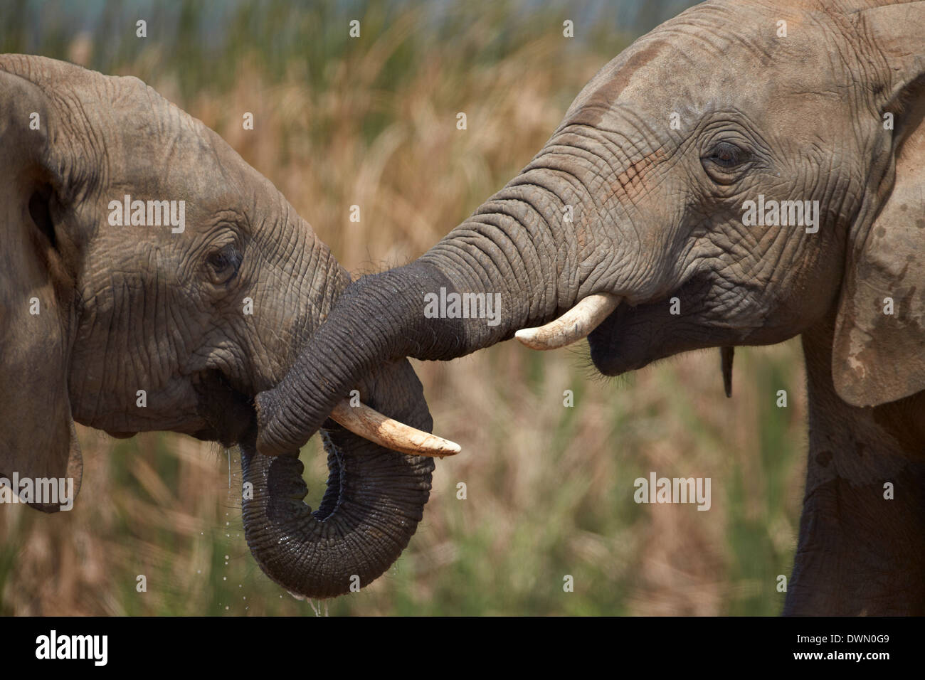 Deux African elephant (Loxodonta africana) jouant, Addo Elephant National Park, Afrique du Sud, l'Afrique Banque D'Images