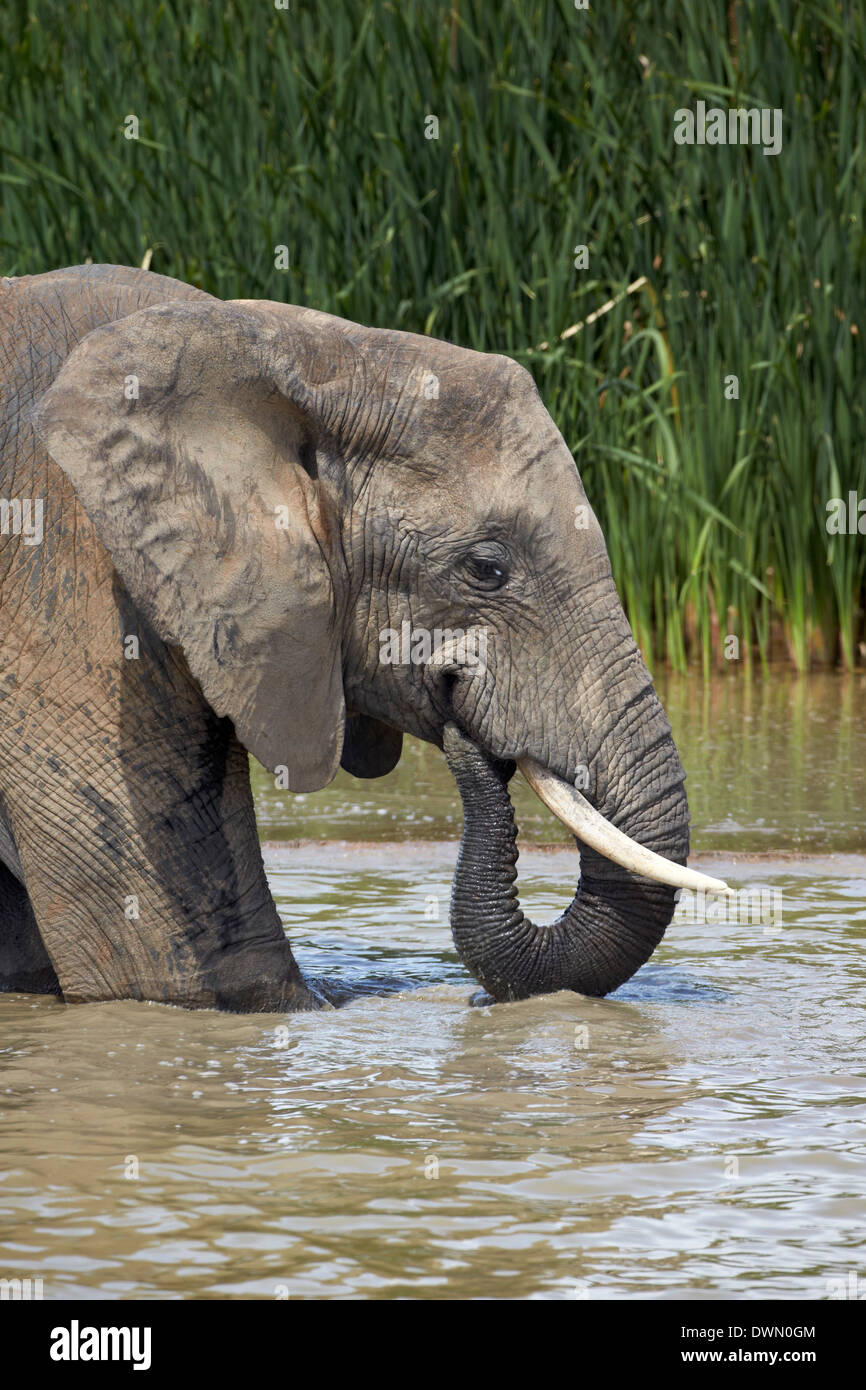L'éléphant africain (Loxodonta africana) boire, Addo Elephant National Park, Afrique du Sud, l'Afrique Banque D'Images
