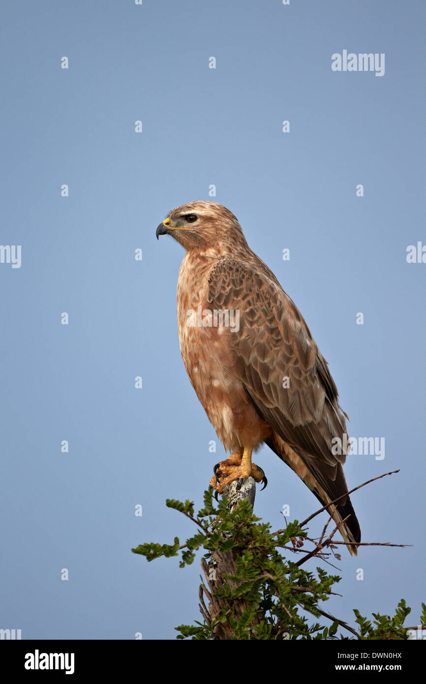 (Common buzzard steppe buzzard (Buteo vulpinus) ou Buteo buteo vulpinus), l'Addo Elephant National Park, Afrique du Sud, l'Afrique Banque D'Images
