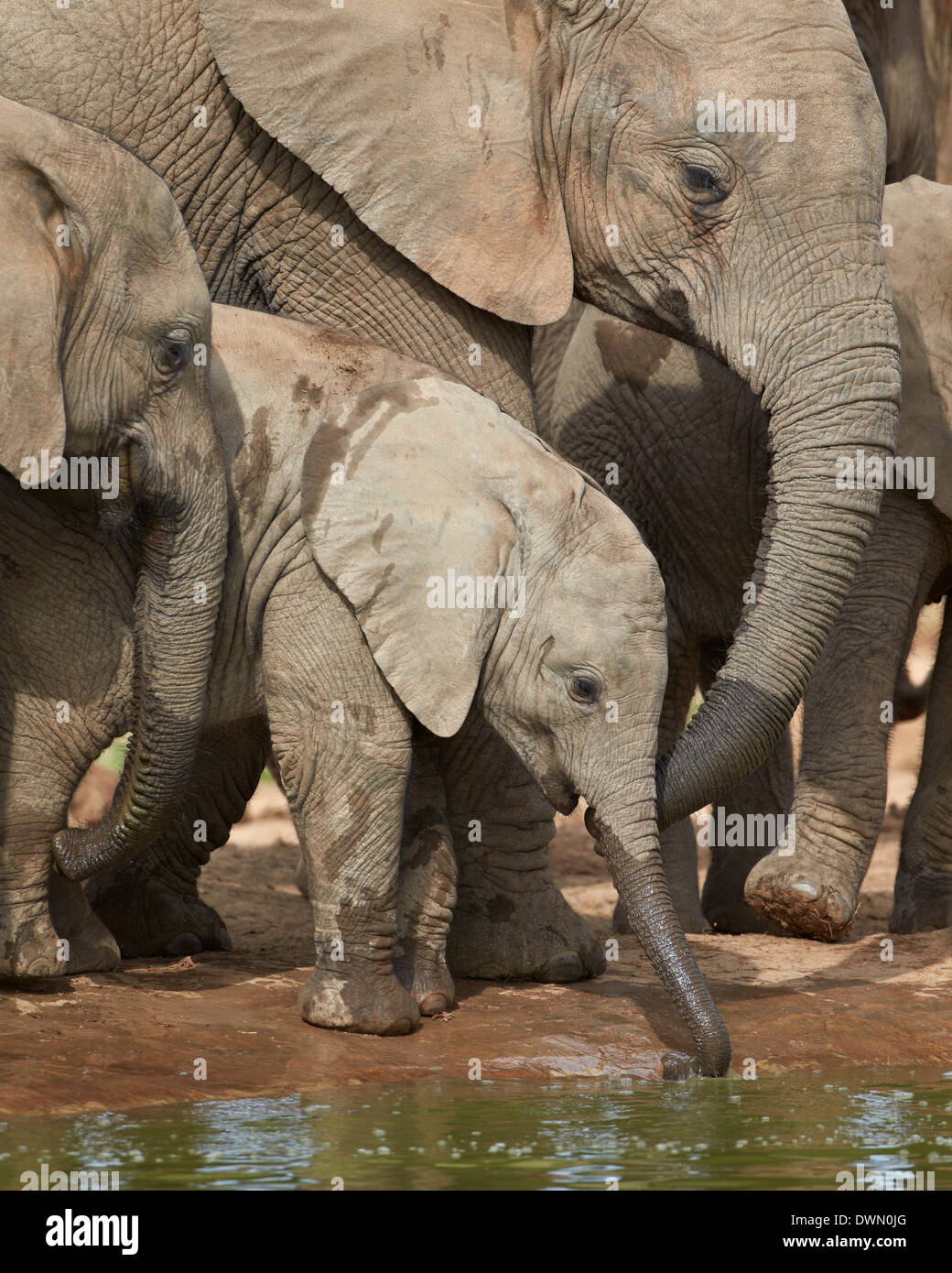 Bébé éléphant africain (Loxodonta africana) boire, Addo Elephant National Park, Afrique du Sud, l'Afrique Banque D'Images