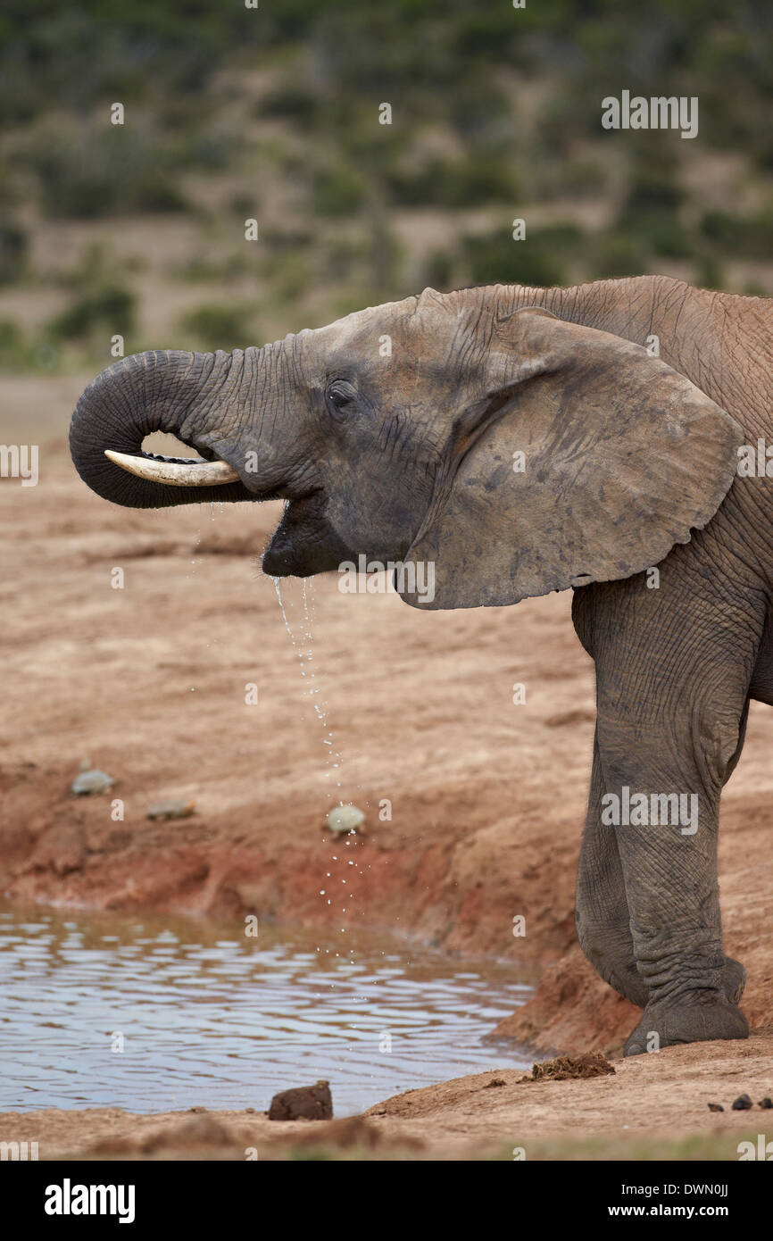 L'éléphant africain (Loxodonta africana) boire, Addo Elephant National Park, Afrique du Sud, l'Afrique Banque D'Images