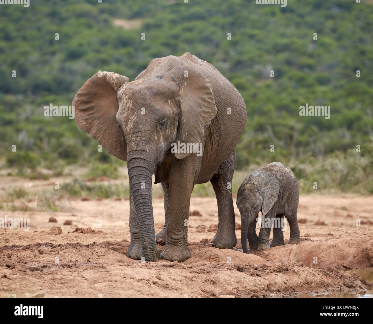 L'éléphant africain (Loxodonta africana) la mère et l'enfant, Addo Elephant National Park, Afrique du Sud, l'Afrique Banque D'Images