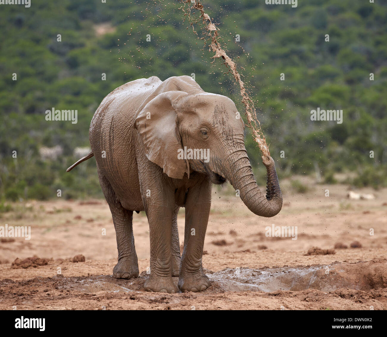 L'éléphant africain (Loxodonta africana) à la douche, Addo Elephant National Park, Afrique du Sud, l'Afrique Banque D'Images