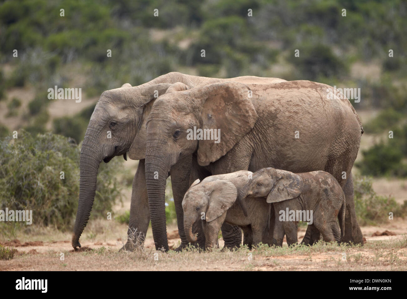 L'éléphant africain (Loxodonta africana) les mères et les bébés, Addo Elephant National Park, Afrique du Sud, l'Afrique Banque D'Images