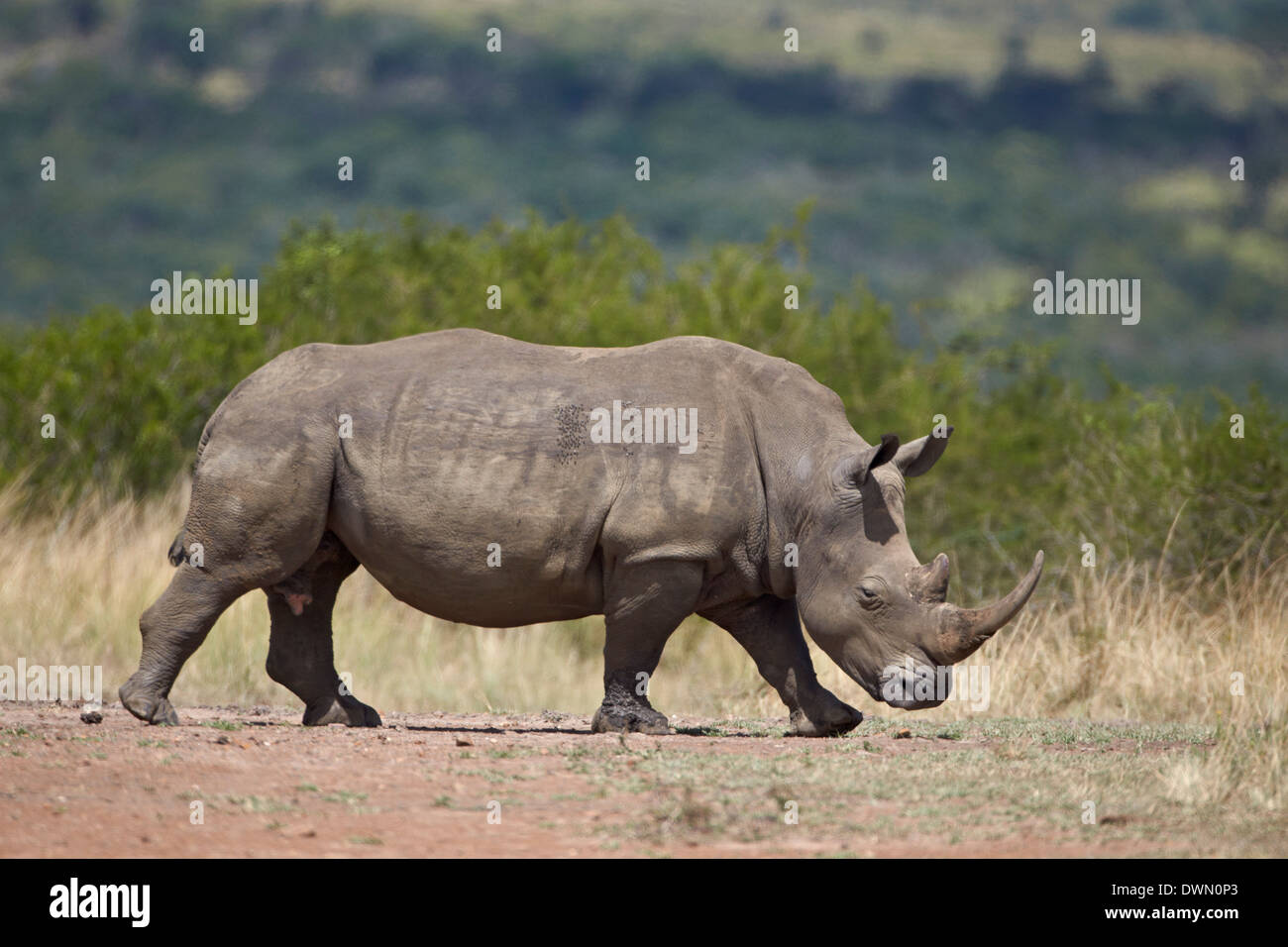 Le rhinocéros blanc (Ceratotherium simum), Hluhluwe Game Reserve, Afrique du Sud, l'Afrique Banque D'Images