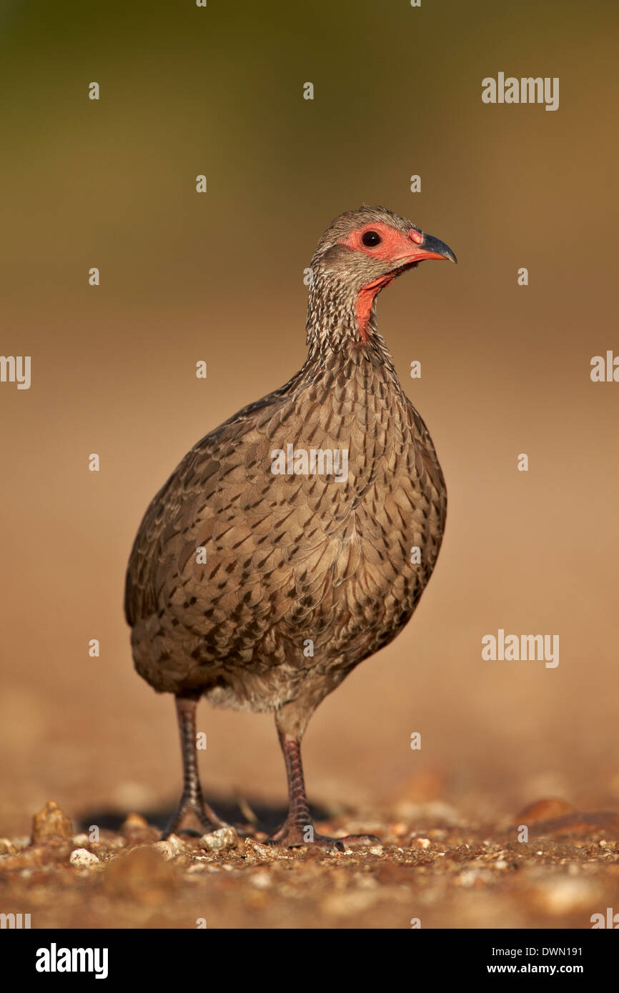 Red-Necked Red-Necked (Francolin Francolin à bec rouge) (Francolinus afer) (Pternistes afer), Kruger National Park, Afrique du Sud, l'Afrique Banque D'Images