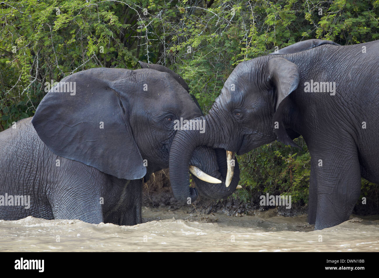 Deux mâles adolescents African Elephant (Loxodonta africana) jouant, Kruger National Park, Afrique du Sud, l'Afrique Banque D'Images