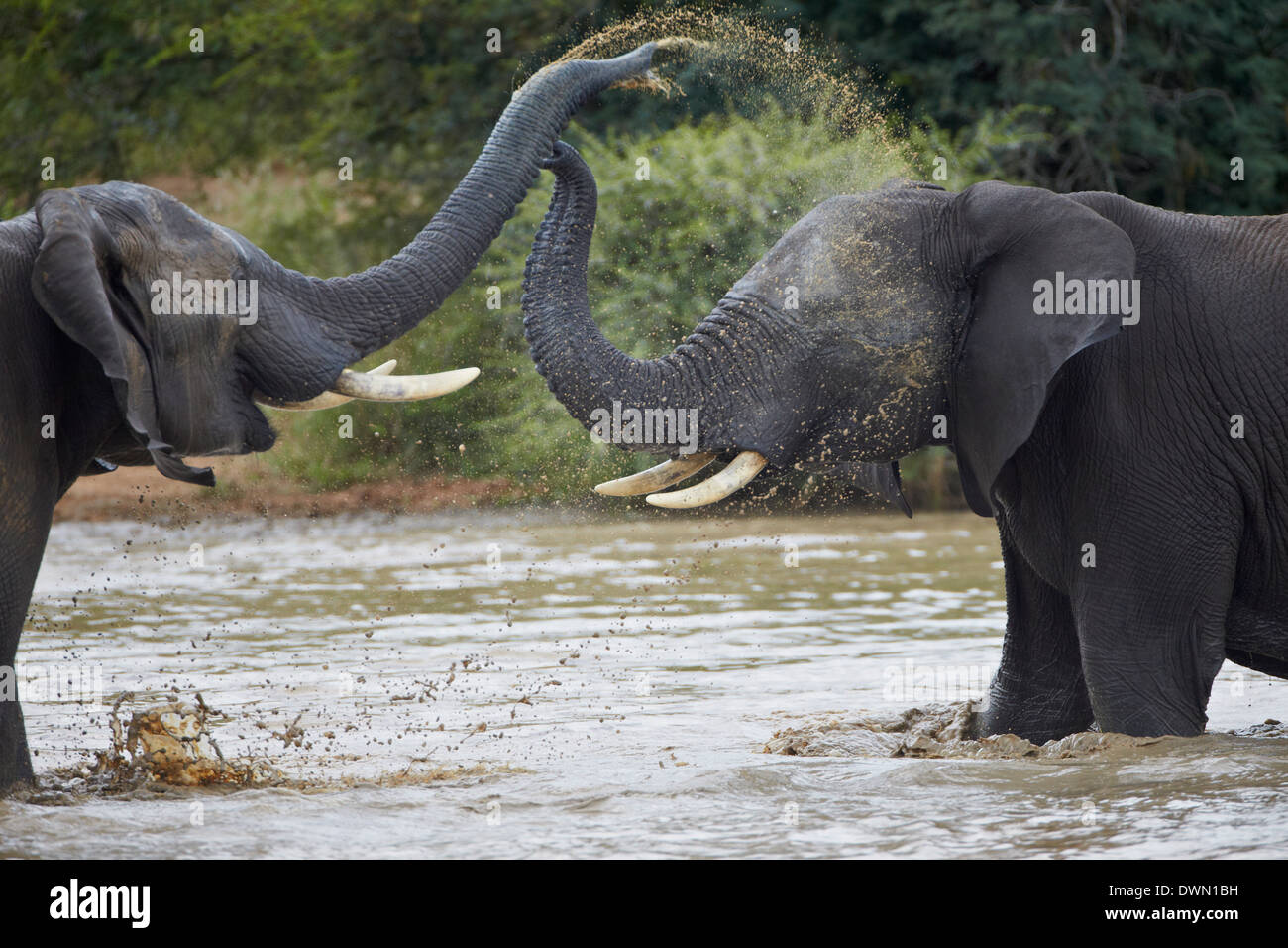 Deux mâles adolescents African Elephant (Loxodonta africana) jouant, Kruger National Park, Afrique du Sud, l'Afrique Banque D'Images