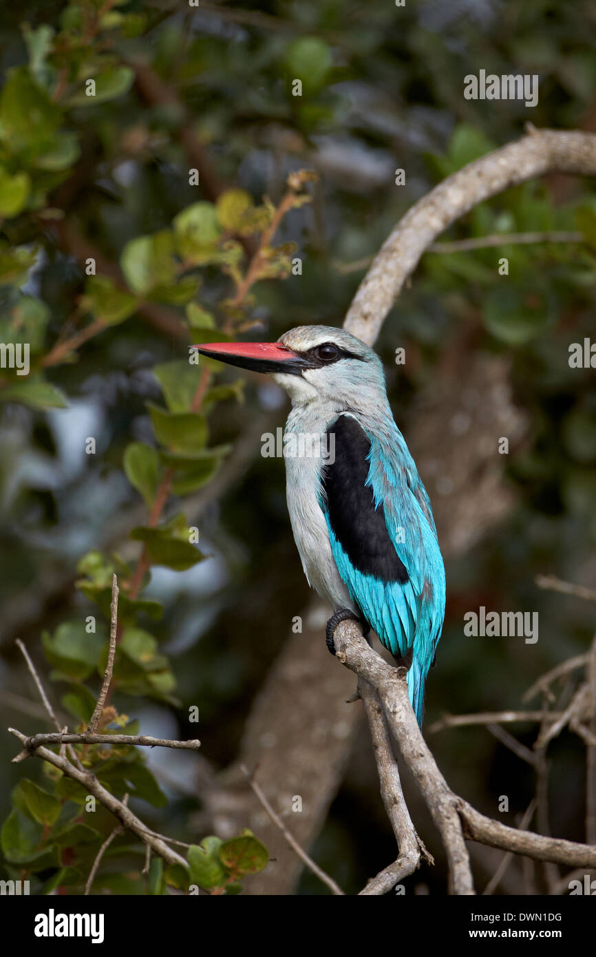 Woodland Kingfisher (Halcyon senegalensis), Kruger National Park, Afrique du Sud, l'Afrique Banque D'Images