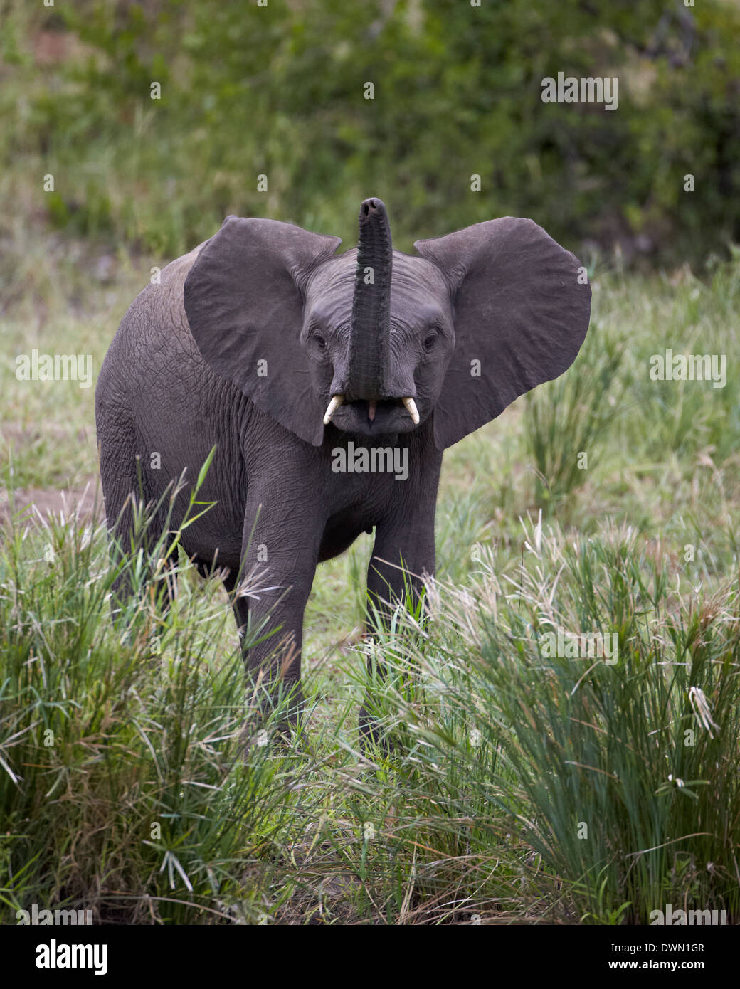 Young African Elephant (Loxodonta africana), Kruger National Park, Afrique du Sud, l'Afrique Banque D'Images