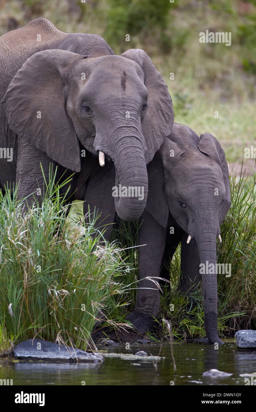 L'éléphant africain (Loxodonta africana) de boire, Kruger National Park, Afrique du Sud, l'Afrique Banque D'Images