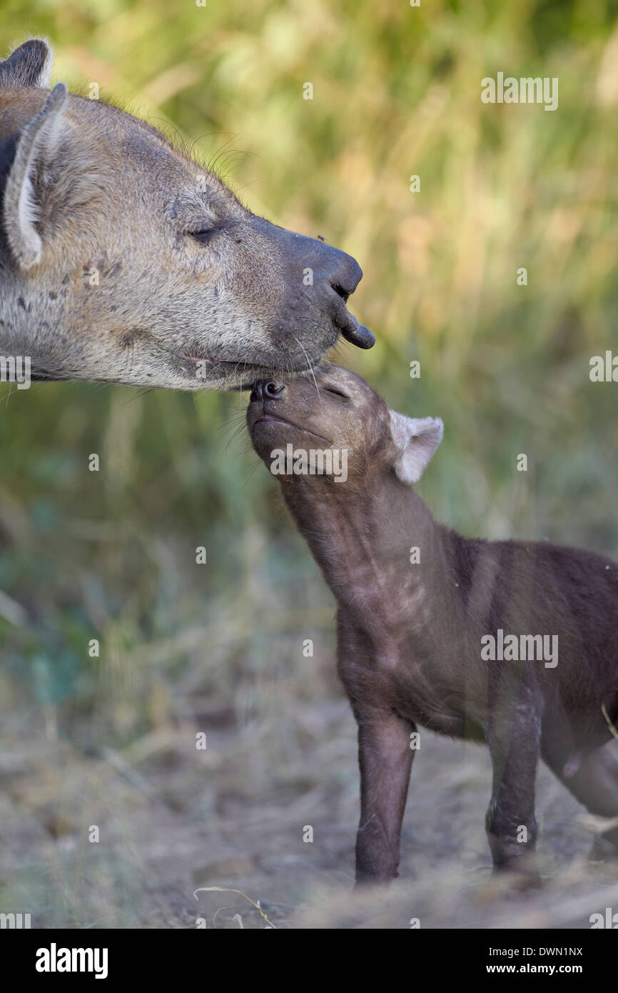 L'Hyène tachetée (l'Hyène tachetée (Crocuta crocuta) pup) et des profils, Kruger National Park, Afrique du Sud, l'Afrique Banque D'Images