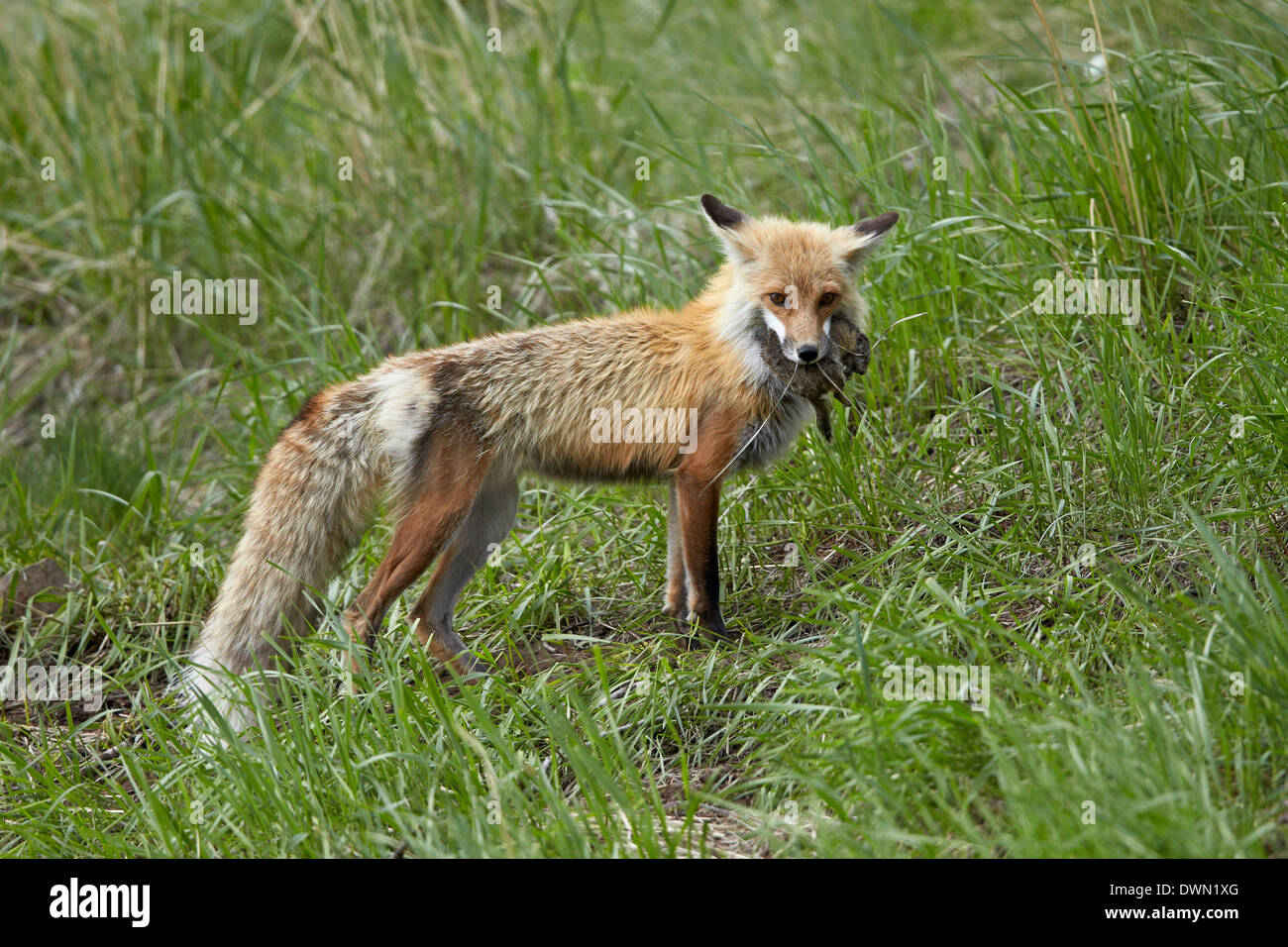 Le renard roux (Vulpes vulpes) (Vulpes fulva) avec les proies, le Parc National de Yellowstone, Wyoming, États-Unis d'Amérique, Amérique du Nord Banque D'Images