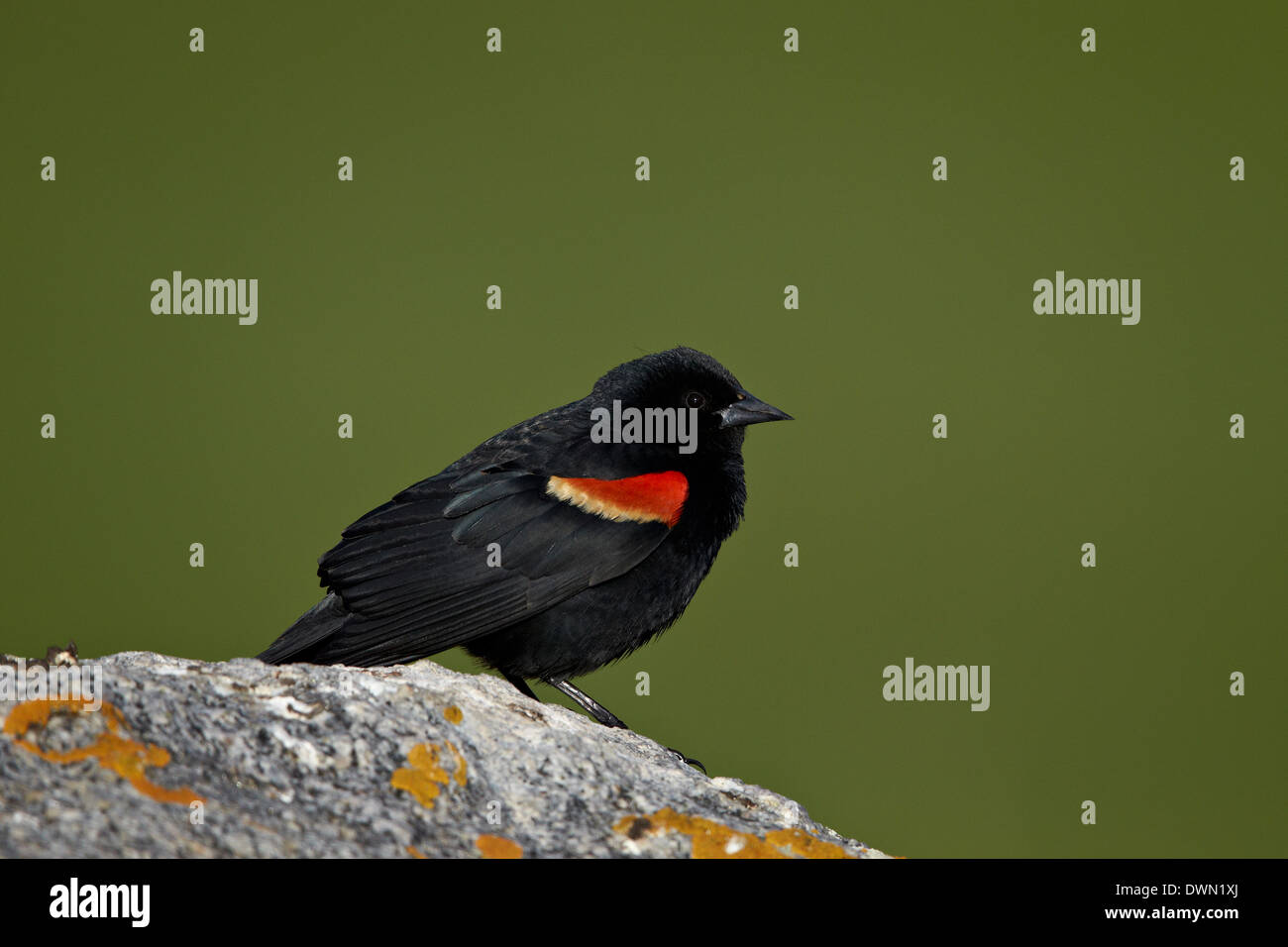 Homme Red-Winged (Blackbird Agelaius phoeniceus), Parc National de Yellowstone, Wyoming, États-Unis d'Amérique, Amérique du Nord Banque D'Images