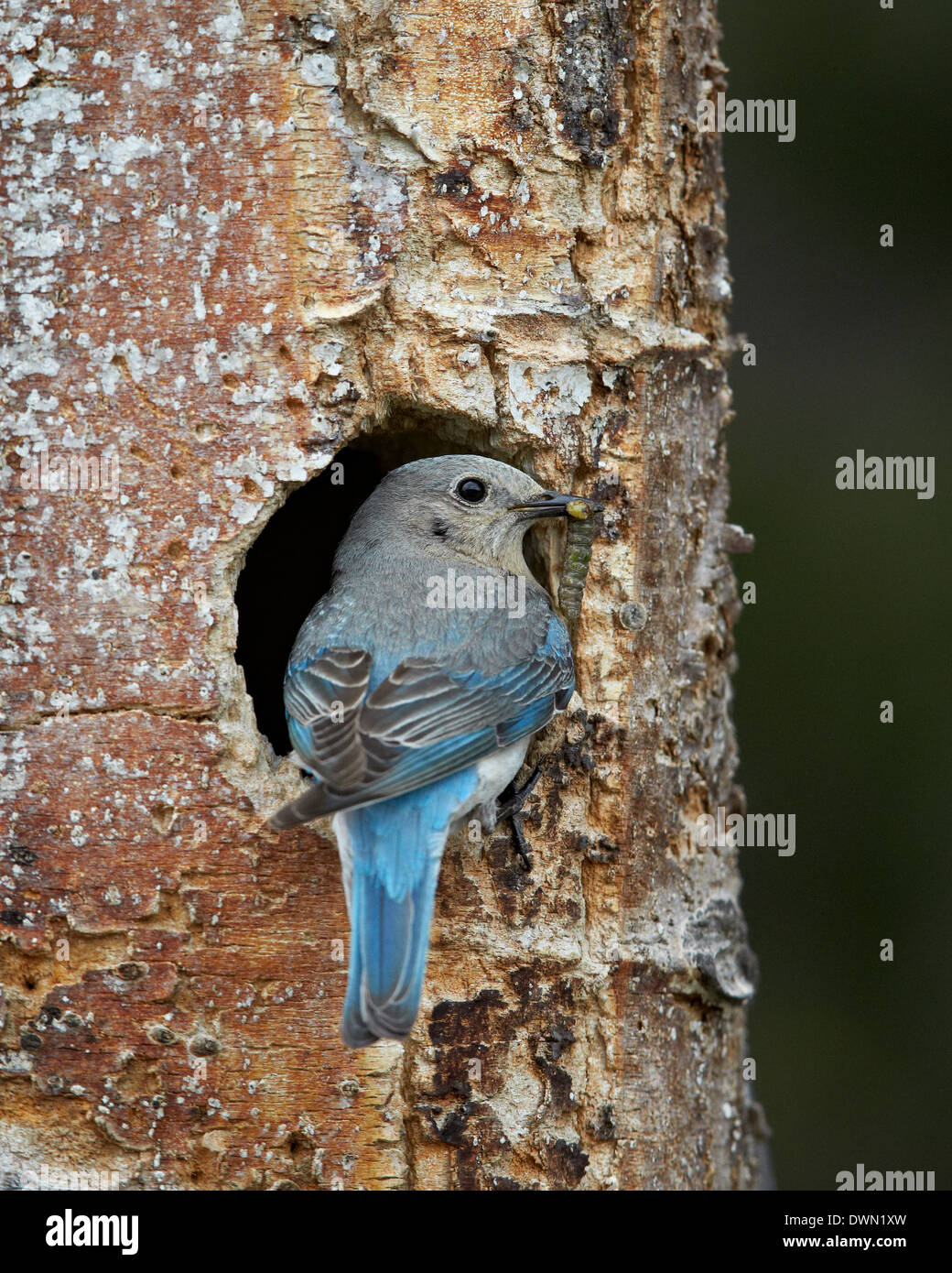 Le Merlebleu azuré femelle (Sialia currucoides) avec de la nourriture au nid, le Parc National de Yellowstone, Wyoming Banque D'Images