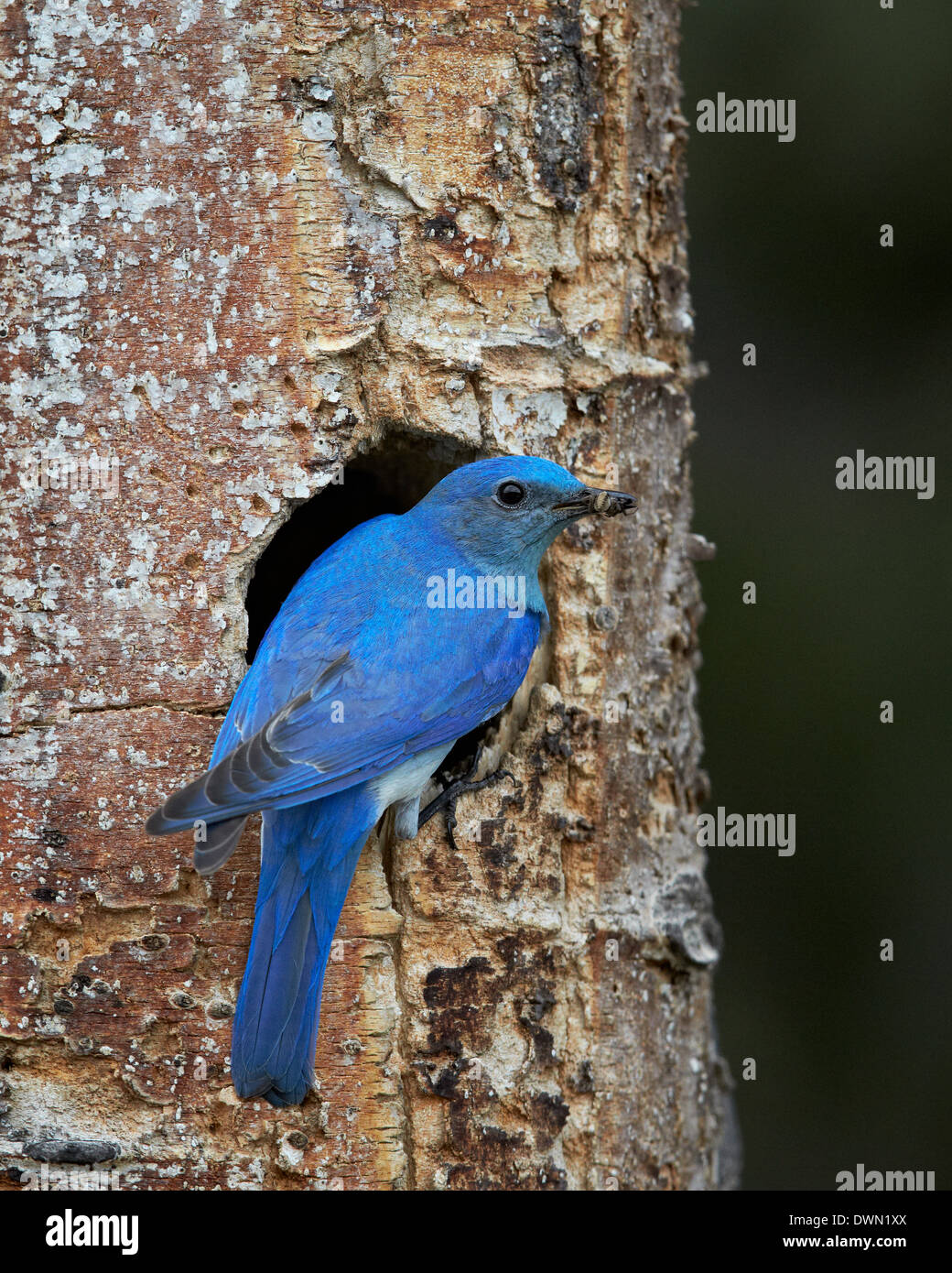 Le Merlebleu azuré mâle (Sialia currucoides) avec de la nourriture au nid, le Parc National de Yellowstone, Wyoming, United States of America Banque D'Images