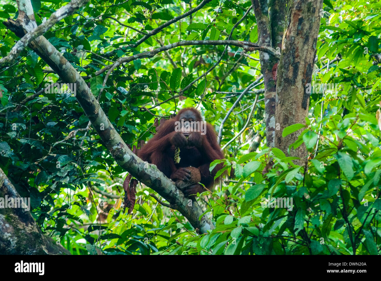 Orang-Utan (Pongo pygmaeus), Réserve naturelle de Semenggoh, Sarawak, Bornéo Malaisien, en Malaisie, en Asie du Sud-Est, l'Asie Banque D'Images