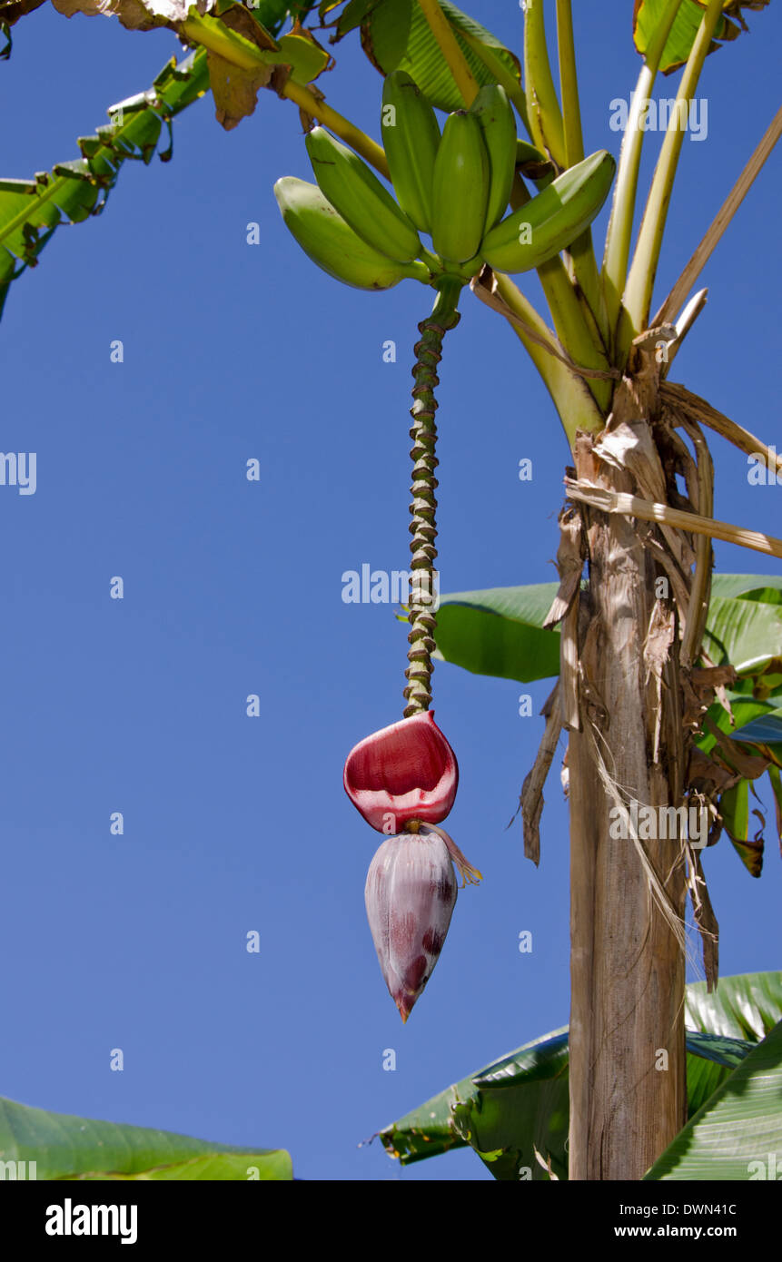 Belize, la Sapotille Cayes Réserve Marine, Lime Caye. Plant de banane. Banque D'Images