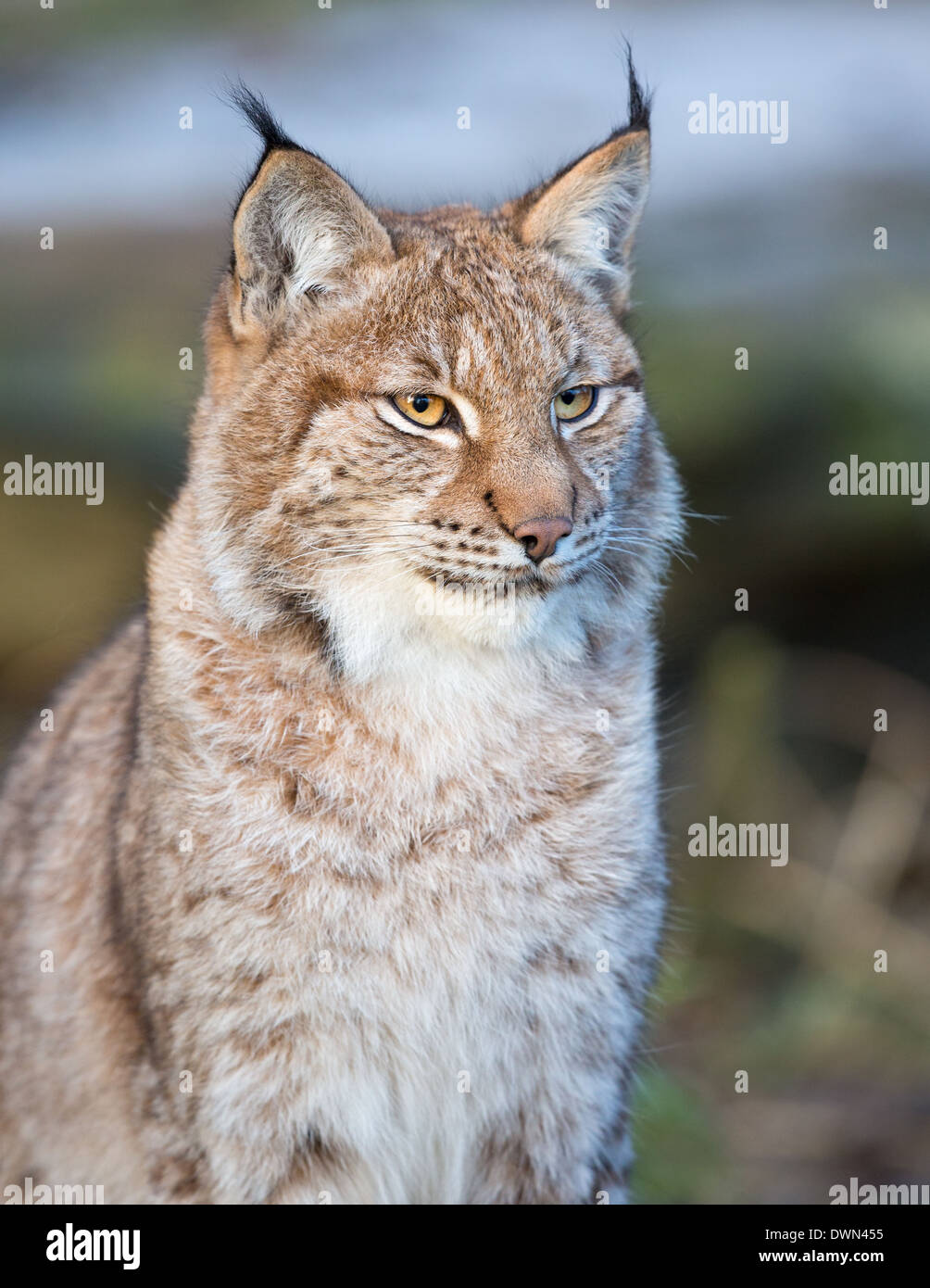 Le lynx eurasien (Lynx lynx), Parc National de la forêt de Bavière, Allemagne Banque D'Images