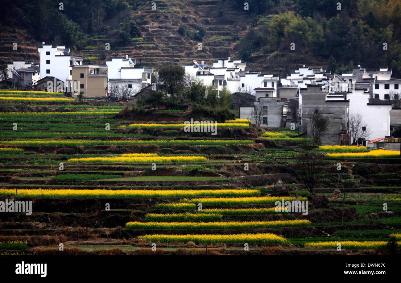 Wuyuan, Chine. Mar 11, 2014. Photo prise le 11 mars 2014 présente le décor de fleurs cole dans Village de Huangling en ville Jiangwan Wuyuan County, à l'est la province de Jiangxi. L'cole champs de fleurs s'Wuyuan la réputation des plus beaux village de printemps. Credit : Shi Guangde/Xinhua/Alamy Live News Banque D'Images