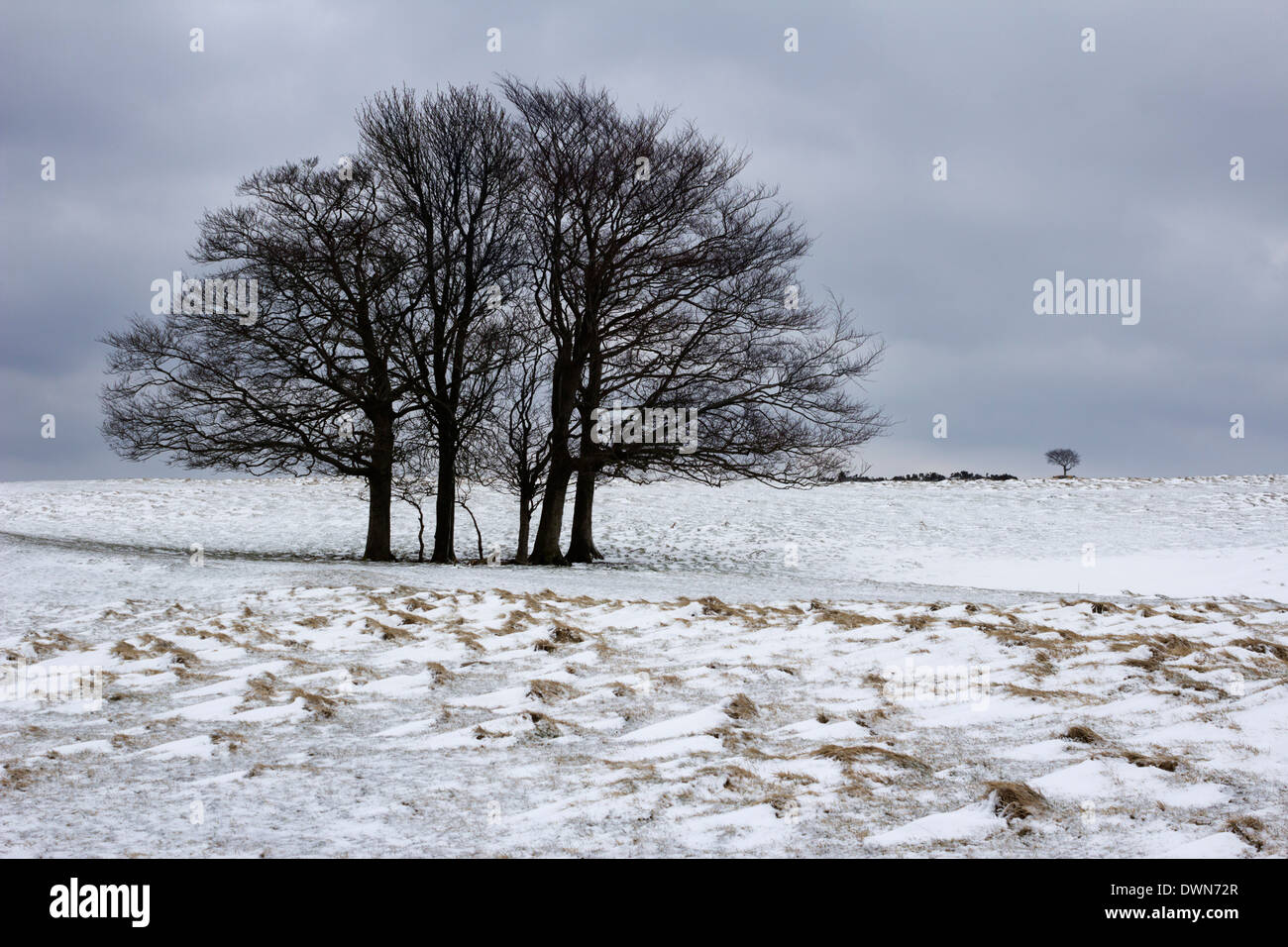 Bouquet d'arbres d'hiver, Cleeve Hill, près de Cheltenham, Gloucestershire, Angleterre, Royaume-Uni, Europe Banque D'Images