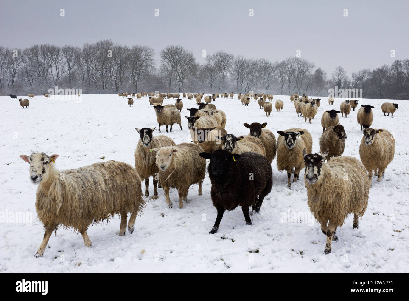 Moutons dans le champ d'hiver, près de Broadway, Worcestershire, les Cotswolds, en Angleterre, Royaume-Uni, Europe Banque D'Images