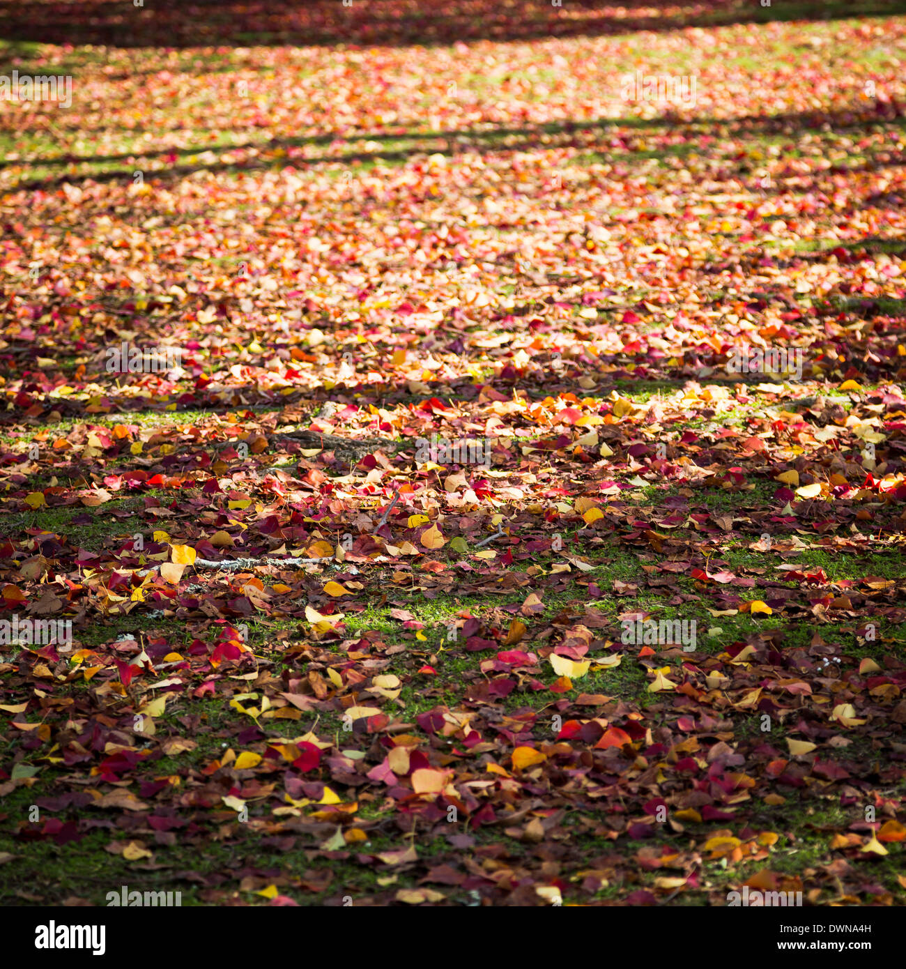 Le Japon La feuille rouge sur le sol en hiver Banque D'Images