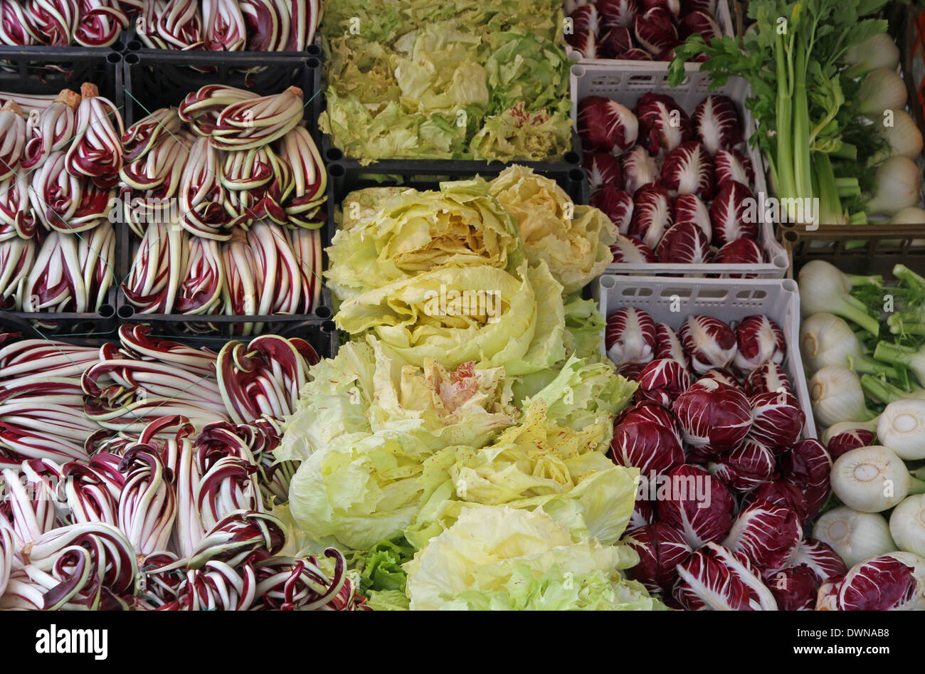 Violet et Rouge et de radicchio salade de chicorée et d'autres fruits pour la vente au marché de la position de l'jardiniers Banque D'Images