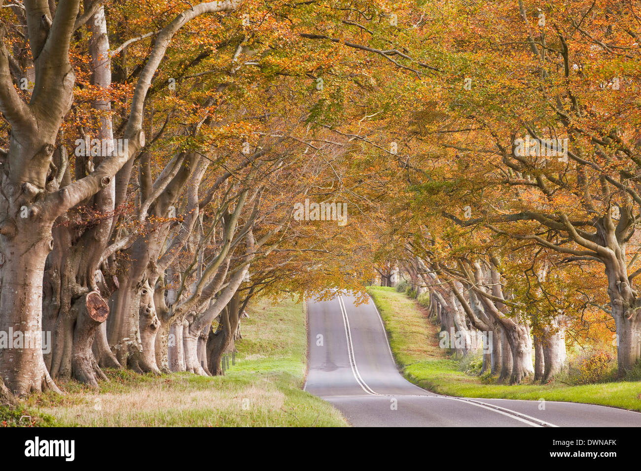 Le Beech avenue à Kingston Lacy en plein automne couleur, Dorset, Angleterre, Royaume-Uni, Europe Banque D'Images
