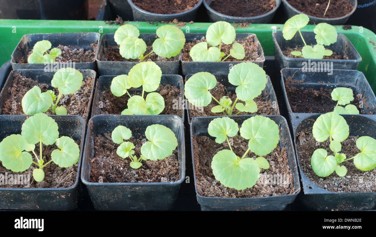 Géranium ou pélargonium les semis dans des pots en plastique, variété F2 Boîte de couleurs Banque D'Images