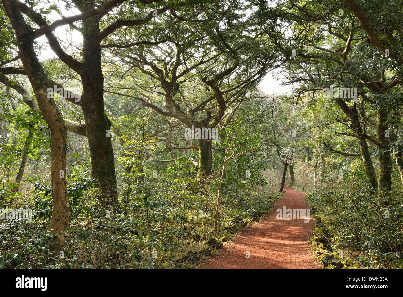 Muscade Forest Park dans l'île de Jéju, appelé Bijarim en coréen Banque D'Images