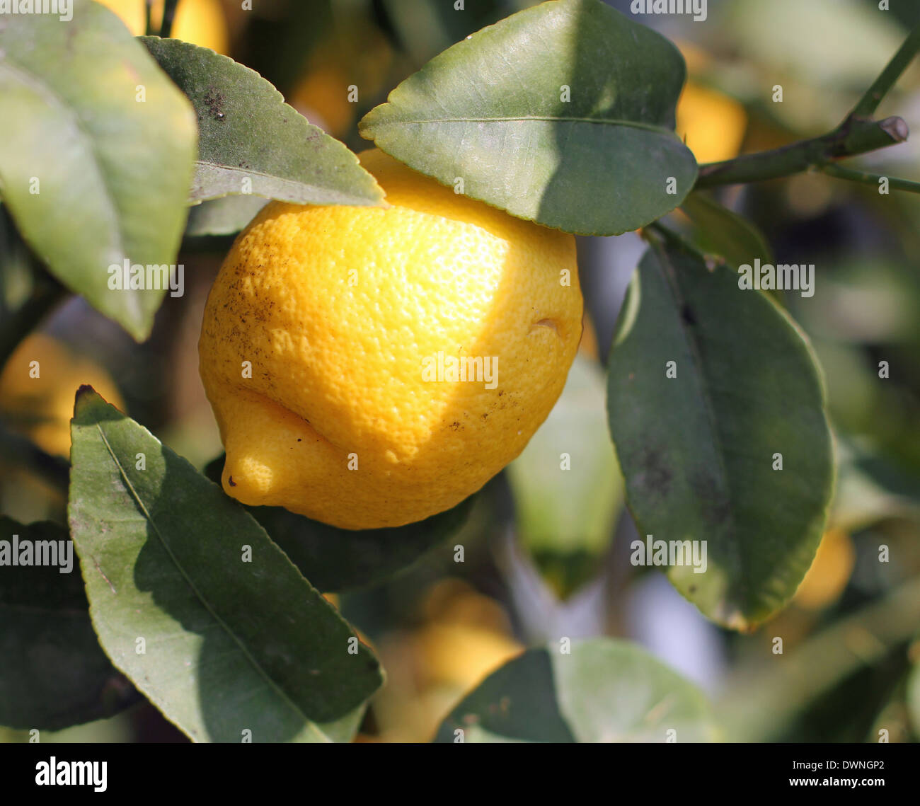 Un citron de Sicile accrochée à un arbre Banque D'Images