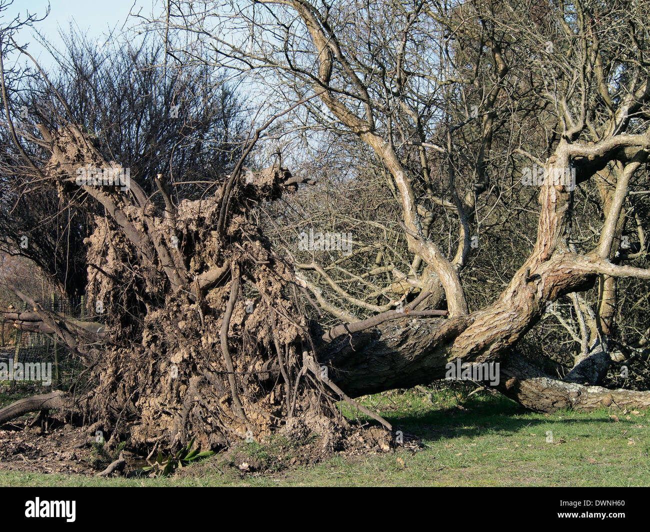 Un arbre tombé renversé par les tempêtes d'hiver au début de 2014 à Hillier Gardens montrant le système racinaire superficiel, Banque D'Images